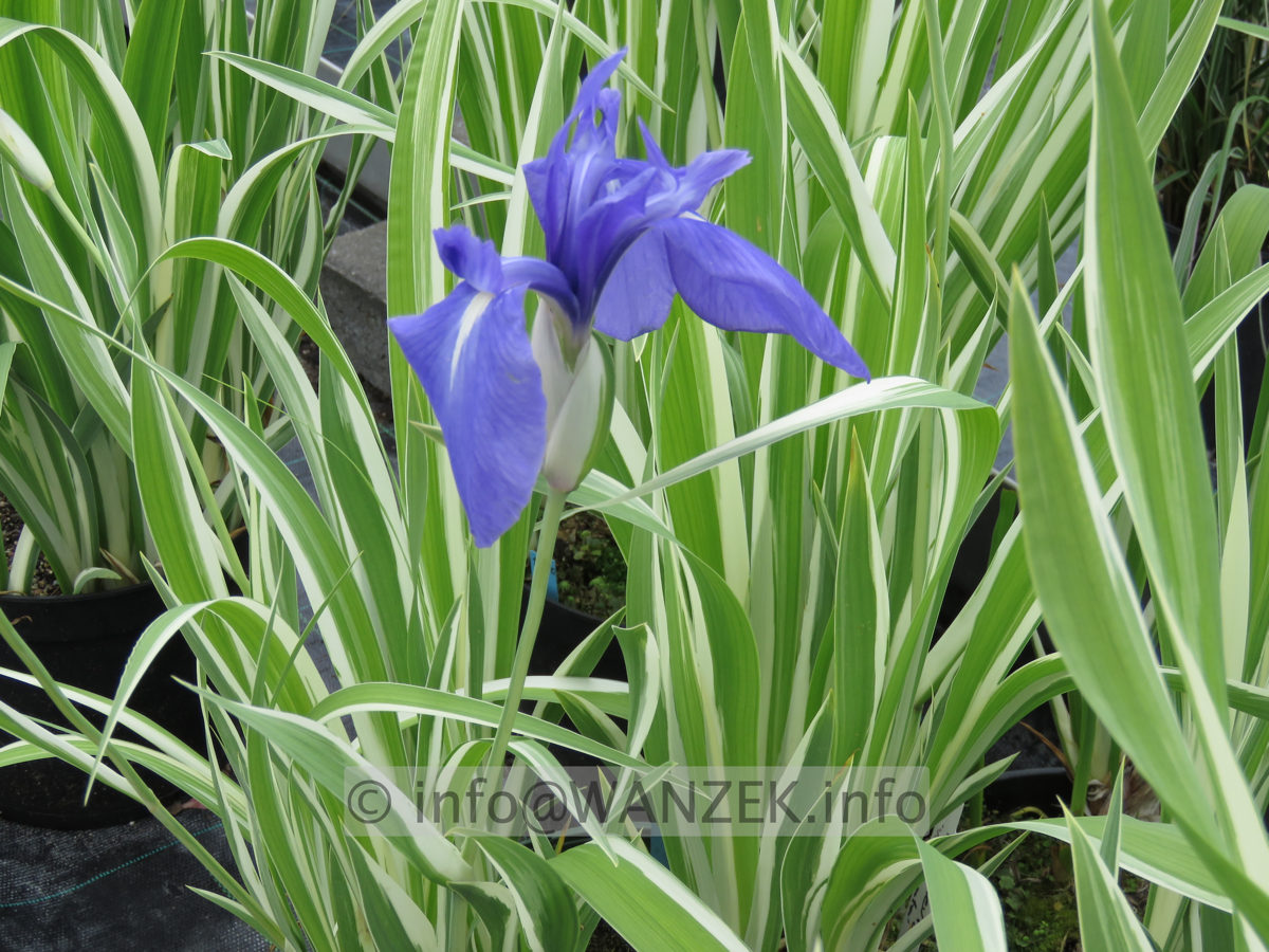 Iris laevigata Variegata 01.JPG